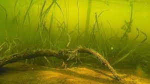 Area - Vegetation